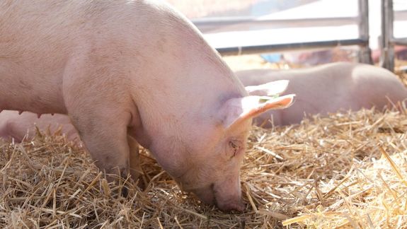 Lanzan créditos en kilos de capón para la producción porcina