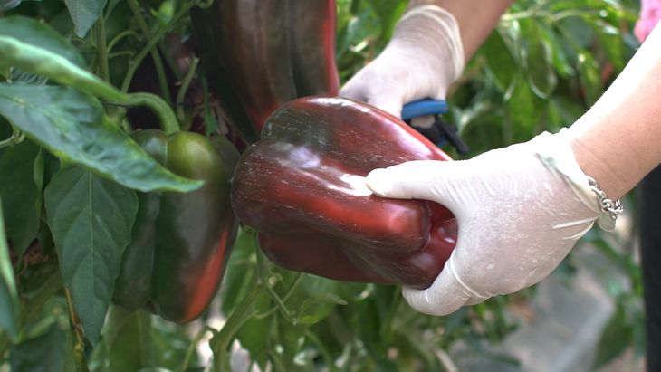 Se acordó consultar al Ejecutivo y a productores sobre las últimas modificaciones realizadas al proyecto de reforma del programa. Foto: gentileza. Se acordó consultar al Ejecutivo y a productores sobre las últimas modificaciones realizadas al proyecto de reforma del programa. Foto: gentileza.