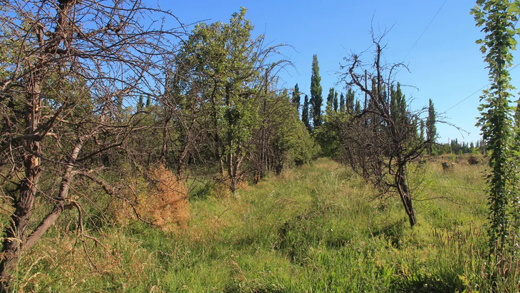 Son muchas las chacras abandonadas que hay en Plottier. Son muchas las chacras abandonadas que hay en Plottier.