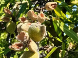 Los daños que está generando esta nueva plaga en la fruticultura son muy importantes. 