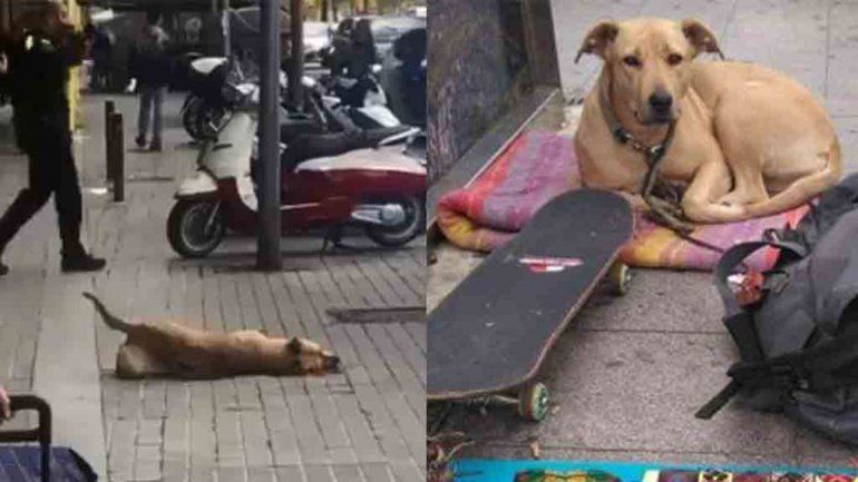 Furia contra un policía que mató a perro callejero