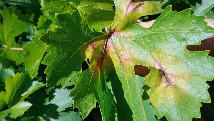Regla de los Tres 10: Factores ambientales (10 mm, 10°C, 10 cm) que desencadenan la infección primaria de Plasmopara vitícola. Regla de los Tres 10: Factores ambientales (10 mm, 10°C, 10 cm) que desencadenan la infección primaria de Plasmopara vitícola.