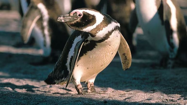Messi nadó más de 4.000 km de la Patagonia a Brasil: la travesía de un pingüino que monitorea la ciencia.