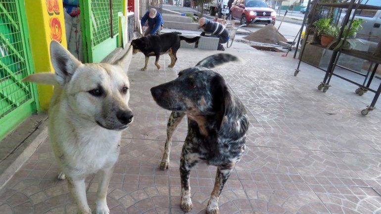 La Muni reconoció que se equivocó con las multas a quienes den de comer a perros callejeros