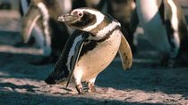 Messi nadó más de 4.000 km de la Patagonia a Brasil: la travesía de un pingüino que monitorea la ciencia. Messi nadó más de 4.000 km de la Patagonia a Brasil: la travesía de un pingüino que monitorea la ciencia.