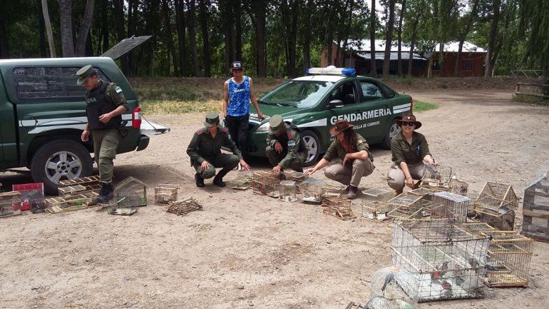 Rescataron 53 aves en cautiverio que eran comercializadas
