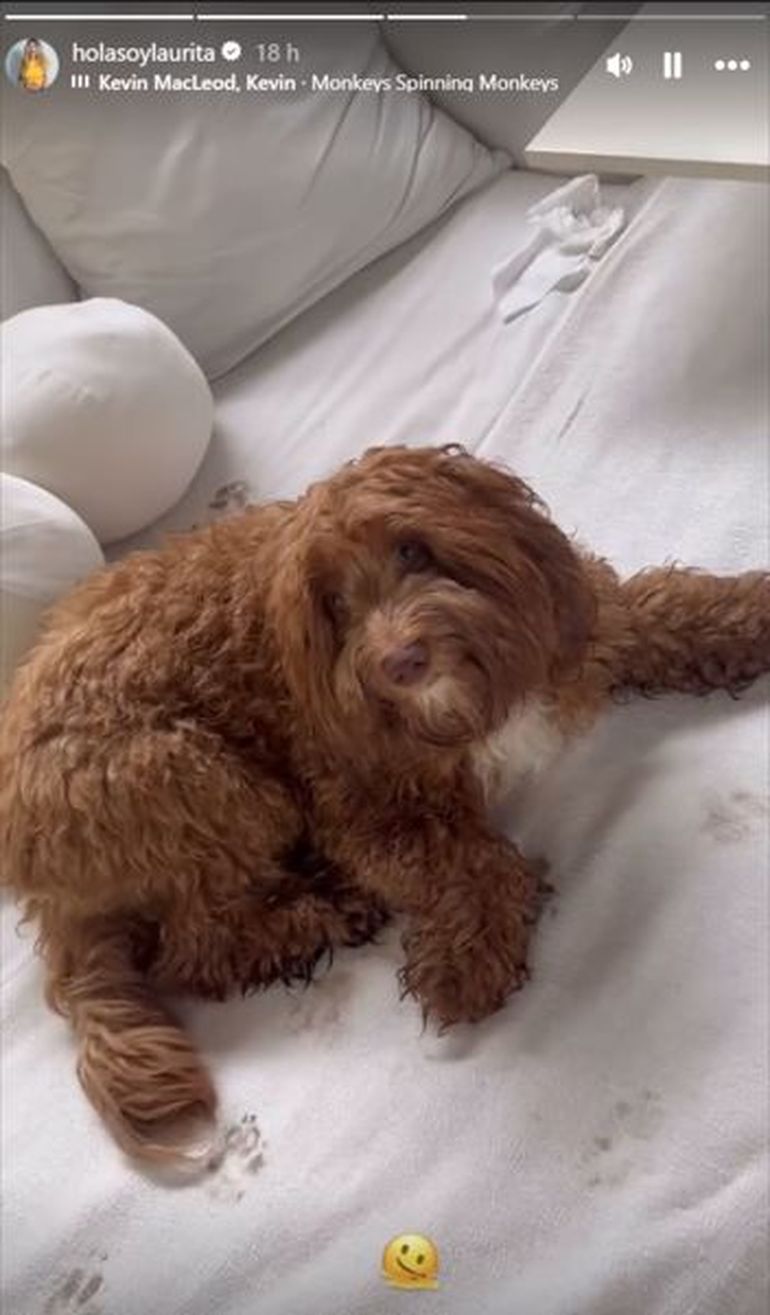 Laurita Fernández compartió en sus historias de Instagram la travesura de Miel, su perrita con Peluca Brusca. Laurita Fernández compartió en sus historias de Instagram la travesura de Miel, su perrita con Peluca Brusca.