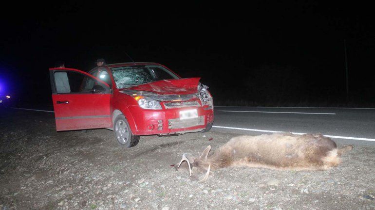 Un hombre chocó contra un ciervo suelto en la Ruta 40.