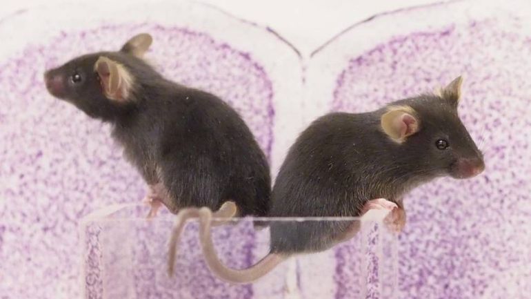 Estudio con ratas para ver trastornos psiquiátricos