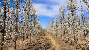La menor floración de las variedades de manzana roja, en comparación con el año pasado, implica que habrá un descenso en la cantidad disponible de estas frutas. La menor floración de las variedades de manzana roja, en comparación con el año pasado, implica que habrá un descenso en la cantidad disponible de estas frutas.
