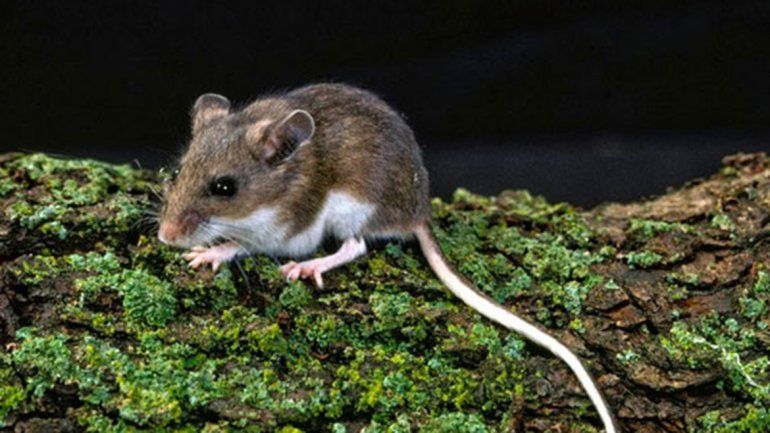 Hay dos casos sospechosos de hantavirus en Esquel