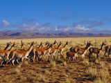 El rendimiento de fibra de vicuña descerdada de primera calidad fue del 73,5%. Foto: INTA