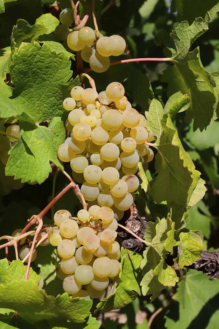 Apuesta al blanco: el consumo crece y la bodega suma nuevo material genético. Apuesta al blanco: el consumo crece y la bodega suma nuevo material genético.