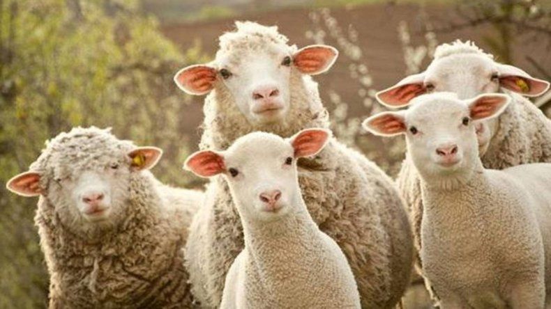 Las ovejas comieron los residuos que se arrojaron en un campo.