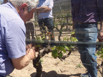 Se trata de la primera etapa del operativo que este año involucrará a más de 9.000 productores y 130.000 hectáreas de viñedos.