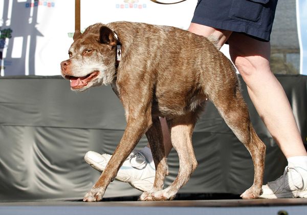 Quasi Modo: el perro que ganó el premio al más feo del mundo