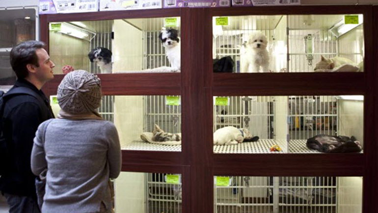Francia prohibirá la venta de mascotas en tiendas desde 2024