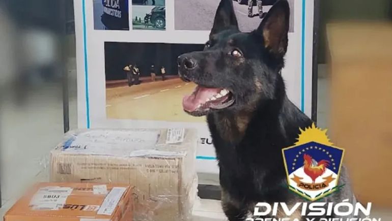 La perra de Antinarcóticos permitió detectar a un dealer en una plaza