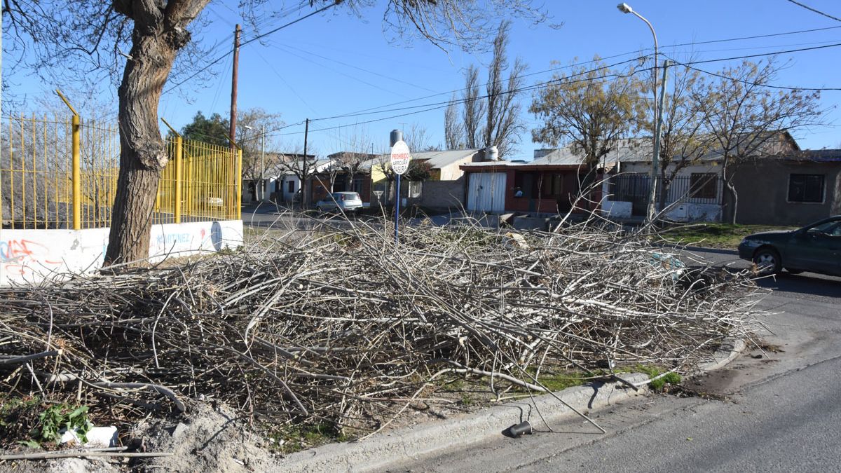 El que corte un árbol sin permiso tendrá que plantar diez