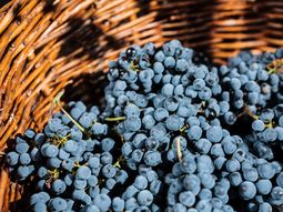 Argentina 10,7 mhl: líder indiscutido de Sudamérica por volumen estable. Argentina 10,7 mhl: líder indiscutido de Sudamérica por volumen estable.