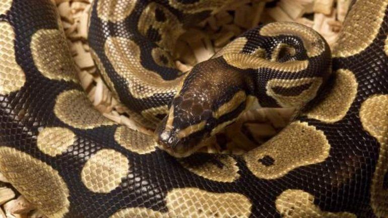 Se sentó en el inodoro y una serpiente pitón le mordió el pene