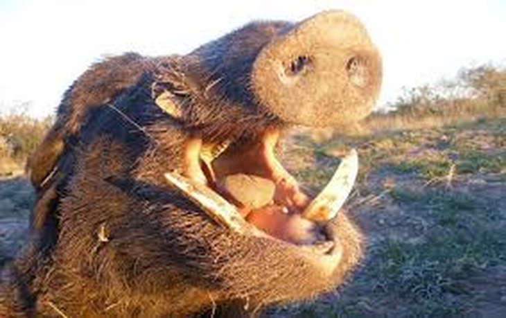 El jabalí europeo, especie invasora y objeto de caza, genera pérdidas millonarias en la ganadería patagónica. El jabalí europeo, especie invasora y objeto de caza, genera pérdidas millonarias en la ganadería patagónica.