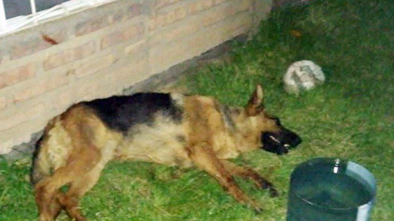 La pastor alemán tuvo un paro cardíaco por los estruendos de la pirotecnia.&nbsp;