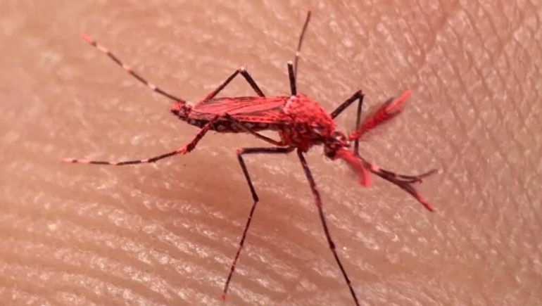 ¿En qué consiste el plan para combatir el dengue? ¿En qué consiste el plan para combatir el dengue?