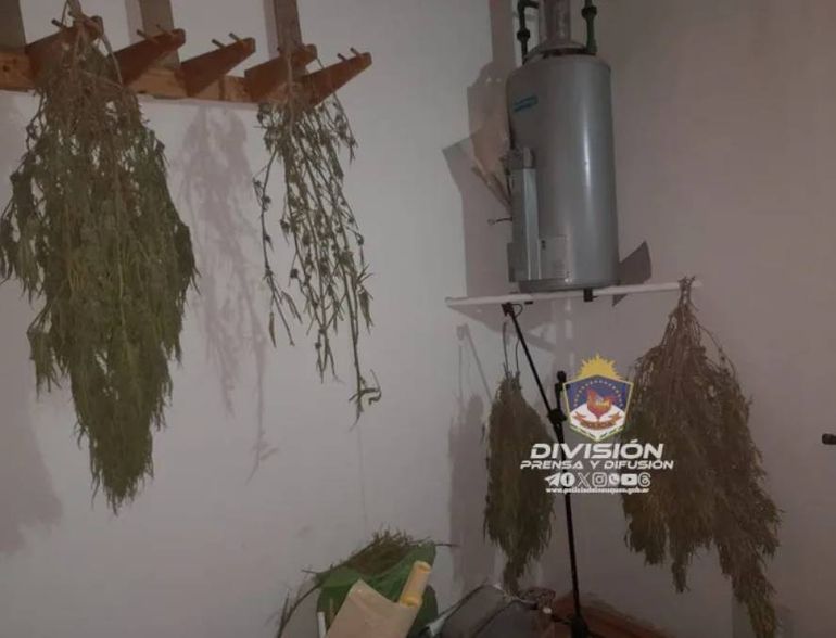 En una habitación de la vivienda secaban la marihuana. En una habitación de la vivienda secaban la marihuana.