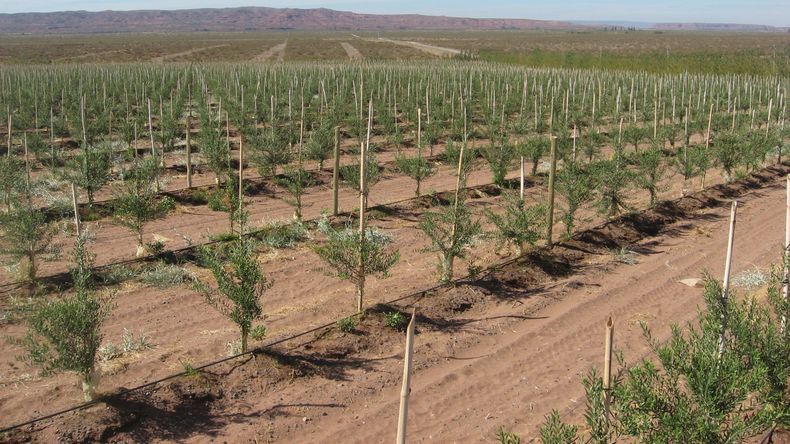 Equilibrio patagónico: Una muestra de que la industria hidrocarburífera y la agricultura pueden coexistir en armonía dentro de la región. | LM Neuquen Equilibrio patagónico: Una muestra de que la industria hidrocarburífera y la agricultura pueden coexistir en armonía dentro de la región.
