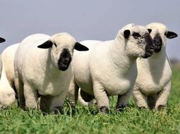 del campo al mundo: la oveja argentina que rompe fronteras del campo al mundo: la oveja argentina que rompe fronteras