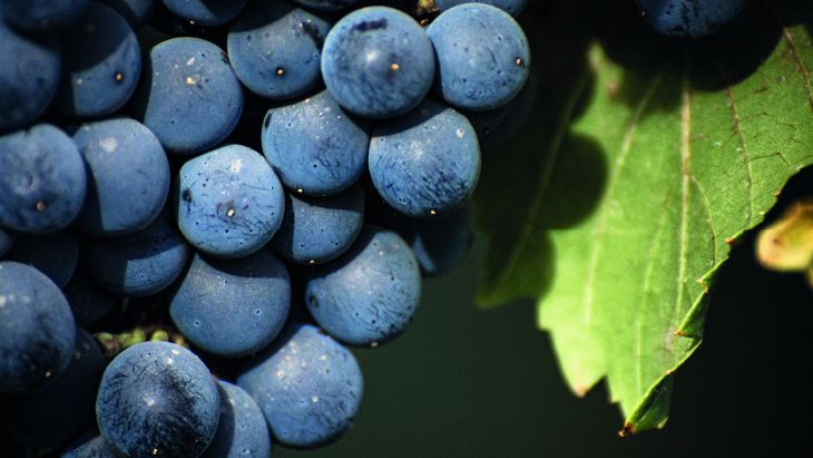Hasta ahora, relevó 62 bodegas de la Patagonia. Foto: Guillermo Olivera Hasta ahora, relevó 62 bodegas de la Patagonia. Foto: Guillermo Olivera