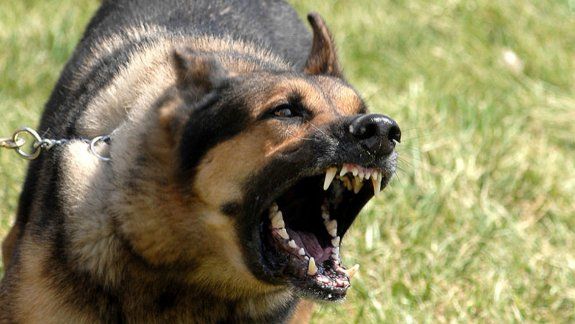 Un jubilado denunció que un perro lo mordió y el dueño no hizo nada