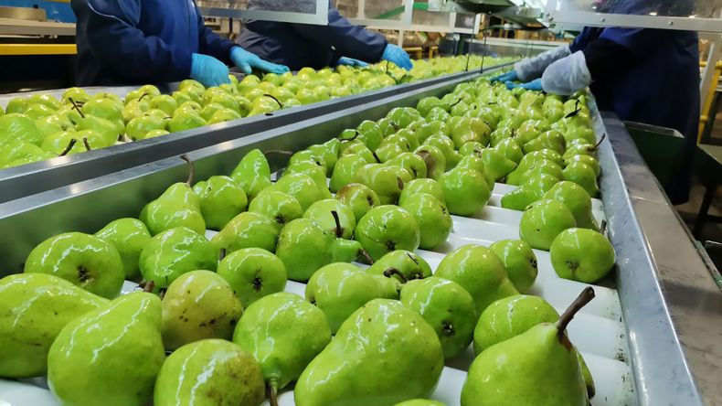 Las peras lideran las exportaciones, tanto en volumen como en valores, dentro de la matriz productiva del Valle de Río Negro y Neuquén.