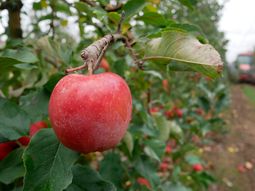 precios de la manzana en europa trepan hasta el 94% en marzo precios de la manzana en europa trepan hasta el 94% en marzo