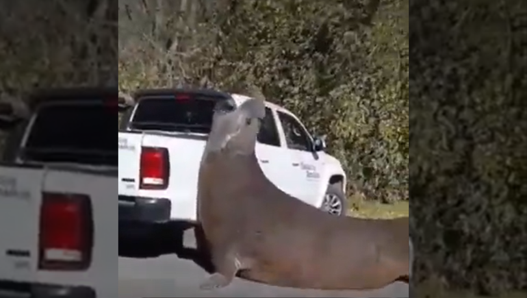 Un elefante marino apareció en Ensenada.