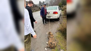 Indignante: por la ruta, arrastraba al perro con su auto porque tenía mal olor