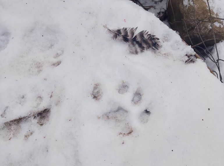 Las huellas en la nieve indican que el ataque al gallinero escolar fue realizado por dos o tres pumas. Las huellas en la nieve indican que el ataque al gallinero escolar fue realizado por dos o tres pumas.