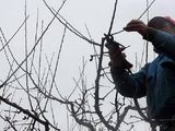 Un trabajador rural de Cinco Saltos cayó en altura mientras podaba, fue a la justicia y lo indemnizaron. 