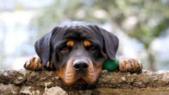 eutanasia canina: hoy habra una marcha en cutral co