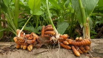 auge de la curcuma: el oro natural que revoluciona la salud y la economia
