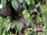Las ciruelas italianas vuelven a exportarse a Brasil