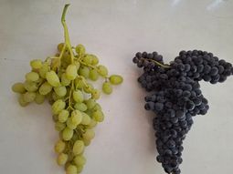 El estudio refleja un enorme avance para la producción de uva de mesa. El estudio refleja un enorme avance para la producción de uva de mesa.