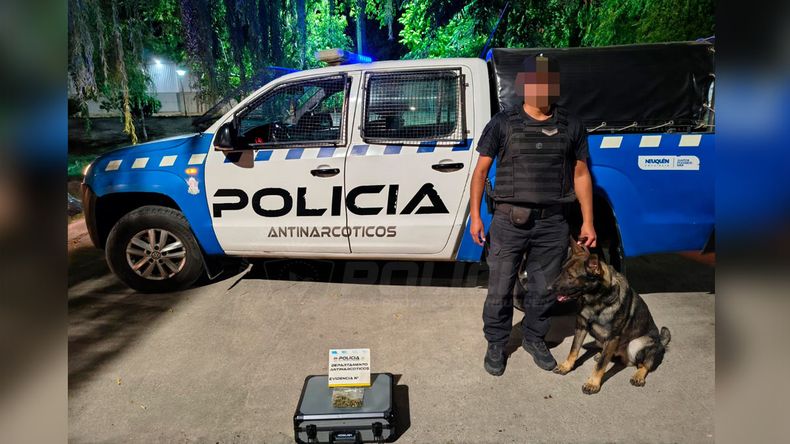 Perro antinarcótico clave para dar con cogollos de marihuana | LM Neuquen Perro antinarcótico clave para dar con cogollos de marihuana