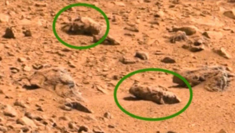 Un científico afirmó que hay presencia de insectos en Marte
