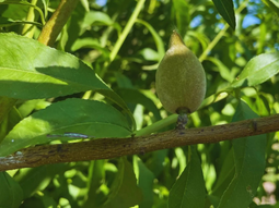 ¿cual es la temperatura ideal para los almendros? ¿cual es la temperatura ideal para los almendros?