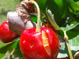 Daño por granizo en cerezas. Zona Clmte. M. Guerrico, fecha: 11-11-2025. Fuente: INTA Daño por granizo en cerezas. Zona Clmte. M. Guerrico, fecha: 11-11-2025. Fuente: INTA