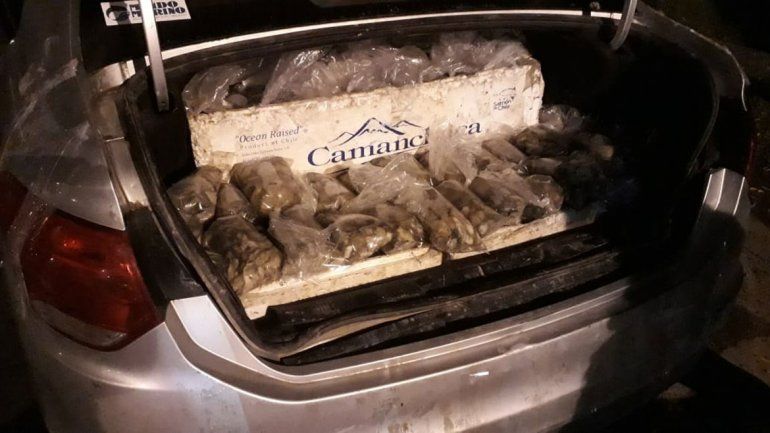 Decomisaron más de 300 kilos de ostras que venían a Neuquén