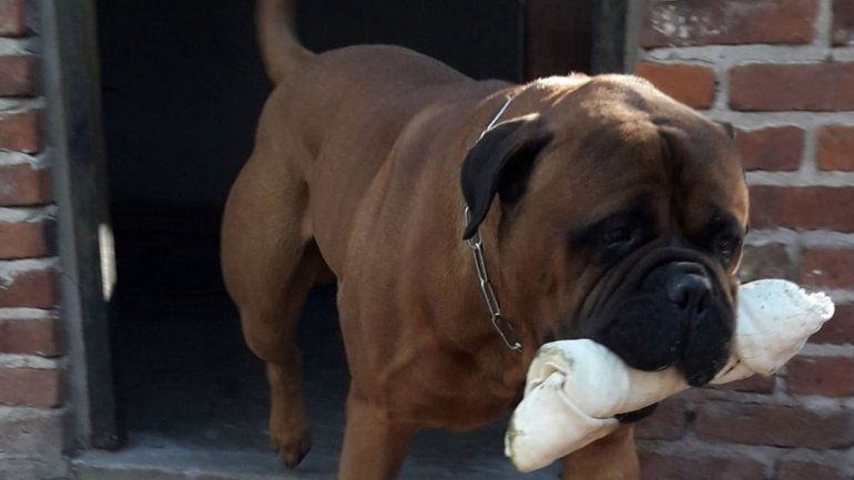 Roban en una casa y se llevan hasta a la mascota de la familia