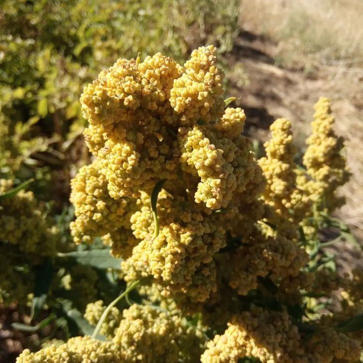 En el Norte Neuquino se produce a escala. Foto: INTA En el Norte Neuquino se produce a escala. Foto: INTA
